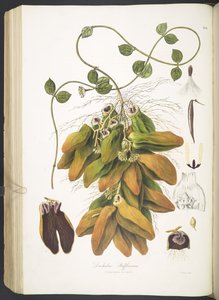 Dischidia Rafflesiana, planche 142 de 