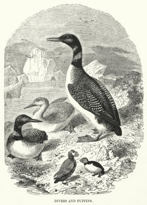 Plongeurs et macareux (gravure) - English School
