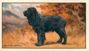 Chiens : Cocker Spaniel (lithographie couleur) - English School