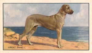 Chiens : Dogue allemand (lithographie couleur) - English School