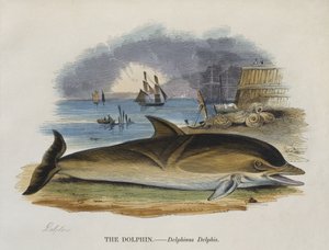 Dauphin sur le rivage, 1823 - English School