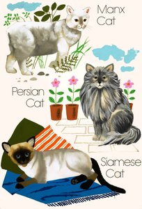 Chats domestiques - English School