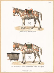 Ânes portant des selles