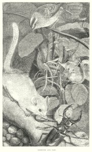 Loir (gravure) - English School