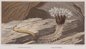 Siponcle tacheté, concombre de mer - English School