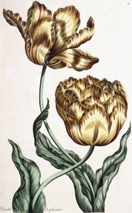 Double Oriflamme, 1759 - English School