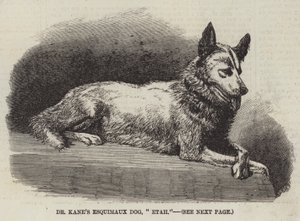 Le chien esquimau du Dr Kane, « Etah » (gravure) - English School