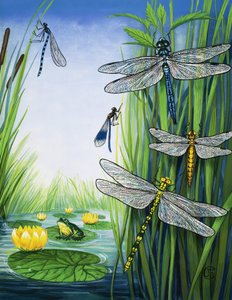 Libellules - English School