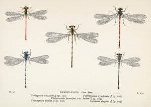 Libellules : Libellules (lithographie couleur) - English School