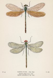 Libellules : Libellules (lithographie couleur) - English School