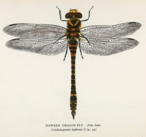 Libellules : Hawker Dragon-Fly (lithographie couleur) - English School