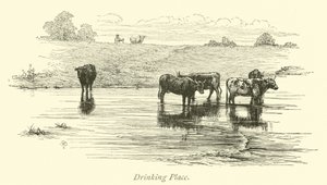 Lieu de boisson