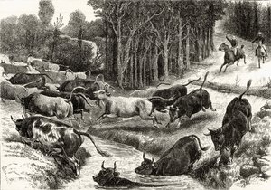 Conduite de bétail en Australie, c.1880, de 