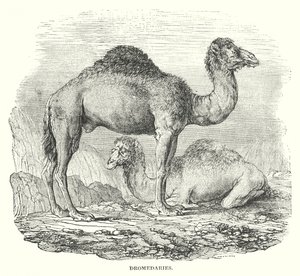 Dromadaires (gravure)