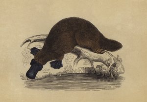 Ornithorynque - English School
