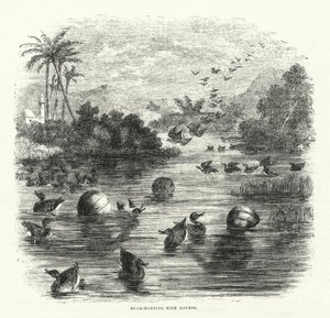 Chasse au Canard avec des Gourdes - English School