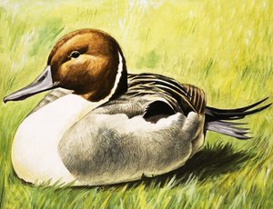 Canard