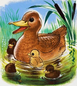Canards
