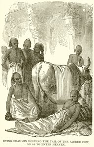 Brahmane mourant tenant la queue de la vache sacrée pour entrer au paradis - English School