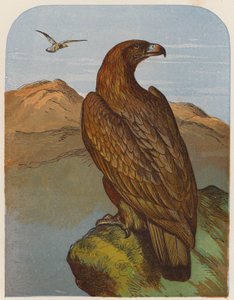 Aigle - English School