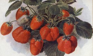 Fraise Précoce, « Roi George » (lithographie en couleur)