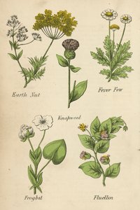 Noix de terre, Partenelle, Centaurée, Grenouillette, Fluellen - English School