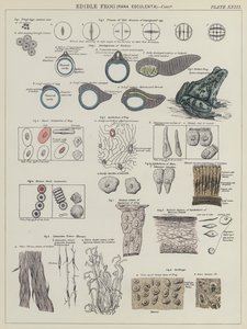Grenouille comestible, Rana Esculenta (lithographie en couleur) - English School