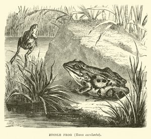 Grenouille comestible, Rana esculenta - English School