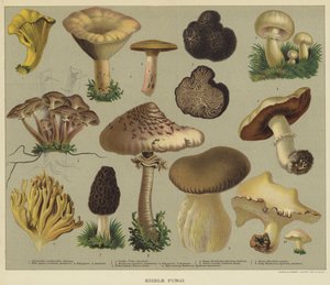 Champignons comestibles - English School