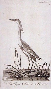 Aigrette, de 