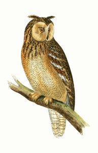 Hibou égyptien, illustration de 