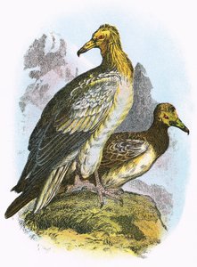 Vautour égyptien