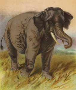Éléphant - English School