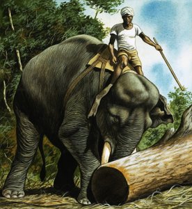 Éléphant roulant une bûche