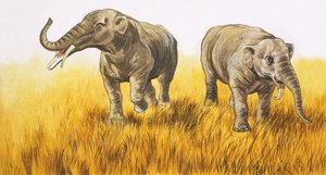 Éléphants