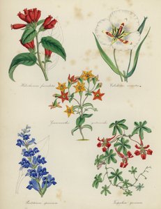 Jardin de fleurs anglais : Habrothamnus fasciculatus, Calochortus venustus, Grammanthes gentianoides, Pentstemon speciosum, Tropaeolum speciosum - English School