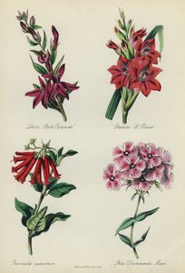 Jardin de fleurs anglais : Lobelia "Belle Pyramide", Gladiolus "M Blouet", Bouvardia aurantiaca, Phlox Drummondii Mayii - English School