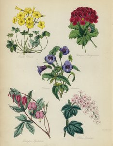 Jardin de fleurs anglais : Oxalis Cernua, Unique Pelargonium, Torenia Asiatica, Dielytra Spectabilis, Ribes Albidum - English School