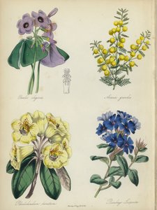 Jardin de fleurs anglais : Oxalis elegans, Acacia grandis, Rhododendron lanatum, Plumbago Larpentae - English School