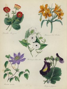 Jardin de fleurs anglais : Potentilla Menziesii, Alstraemeria Van Houtteii, Thunbergia alata alba, Clematis caerulea, Martynia fragrans - English School
