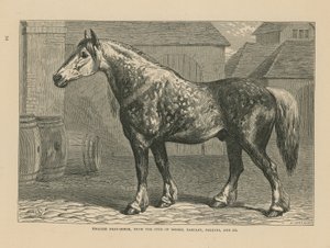 Cheval de trait anglais - English School