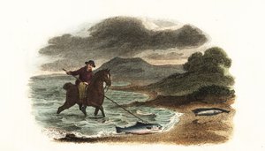 Pêcheur anglais Graham chassant le saumon dans les bas-fonds monté à cheval avec une lance à trois pointes de 5 mètres - English School