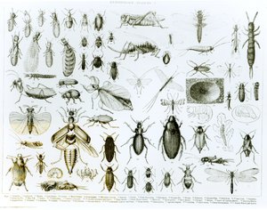 Entomologie Insectes (lithographie) (photo en noir et blanc)