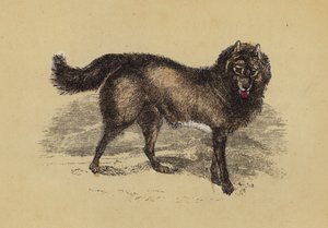 Chien esquimau