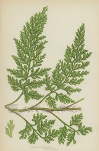 Fougère à soies européenne (lithographie en couleur) - English School