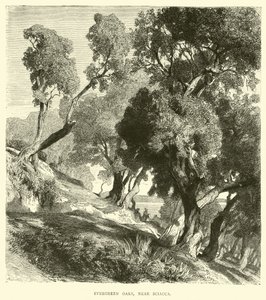 Chênes verts, près de Sciacca - English School
