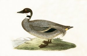 Sarcelle à faucilles, illustration de 