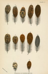 Plumes de tétras écossais - English School