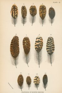 Plumes de tétras écossais - English School