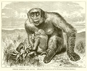 Gorille femelle et jeune - English School